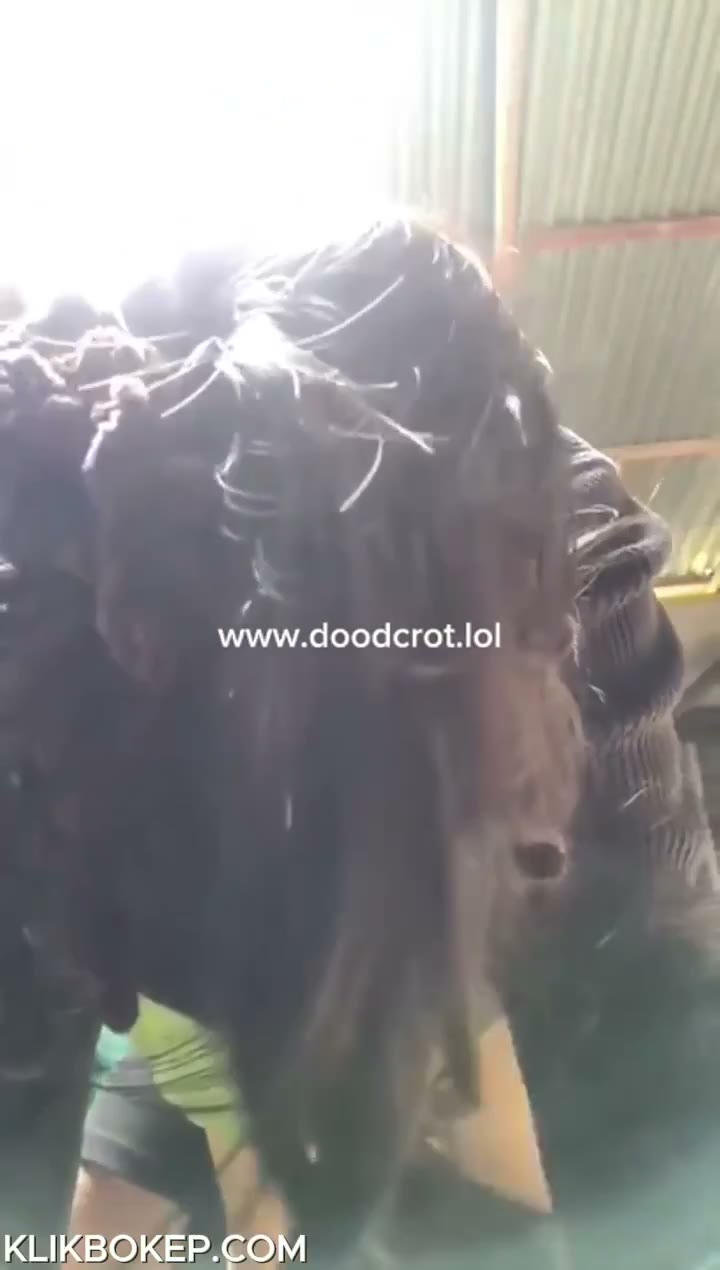 Watch Bokep Indo Muasin Kakak Ipar Yang Jarang di Entot Suami